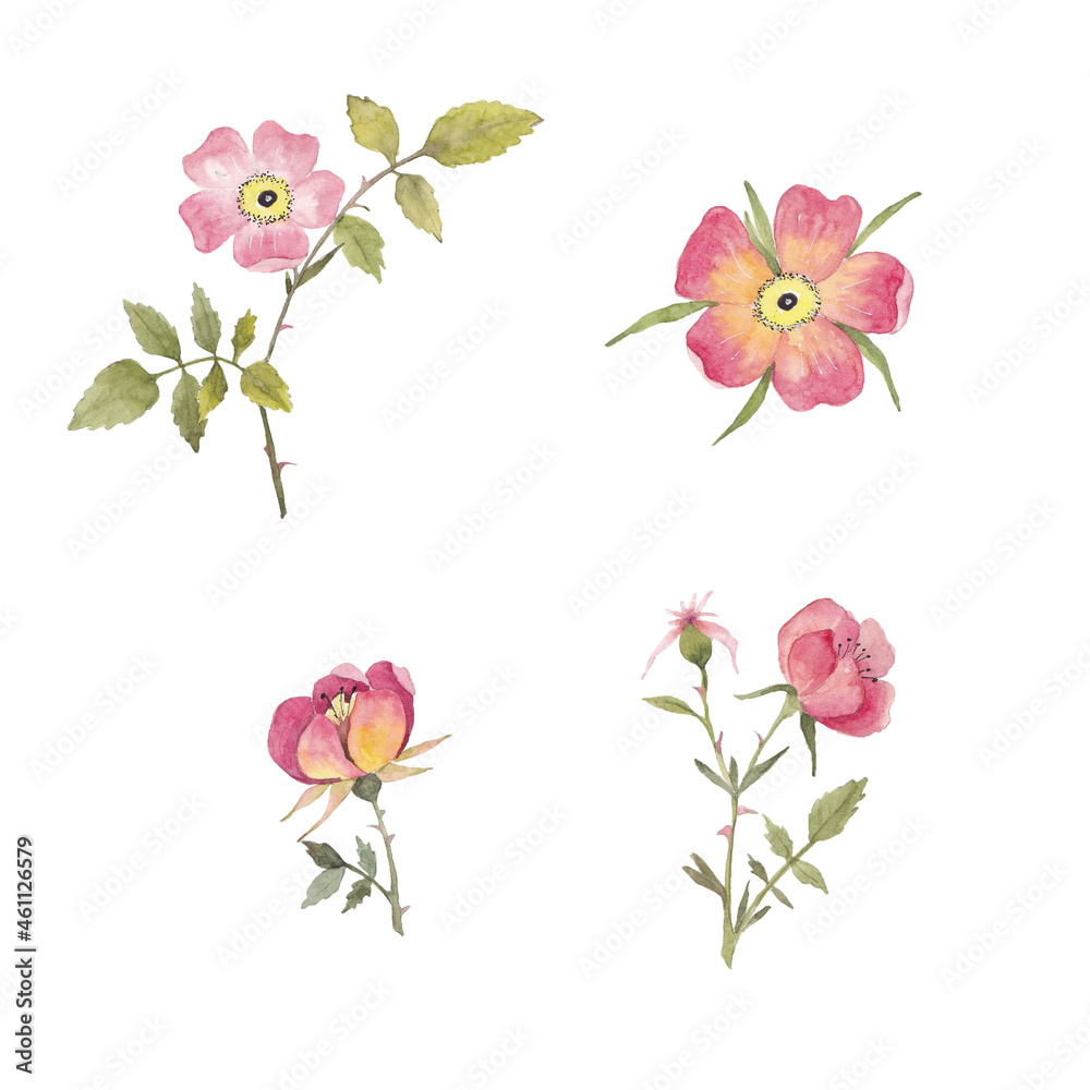 Paint set of watercolor rose flowers and leave on background. Paint watercolor texture. Botanical art. Use for design invitations, birthdays, weddings