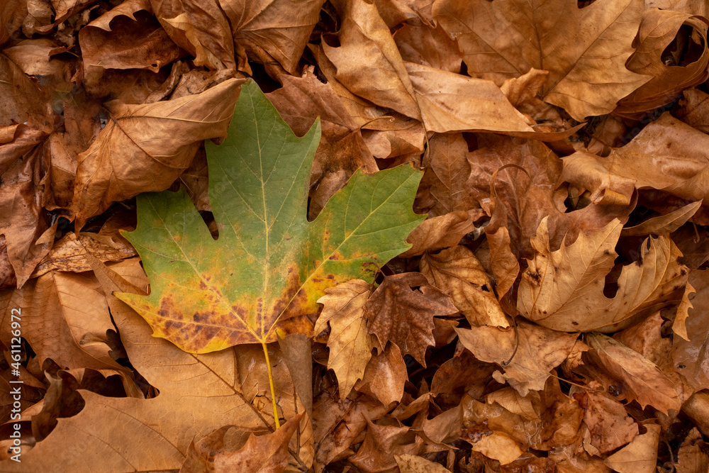 Leaves in autumn Leaves in autumn