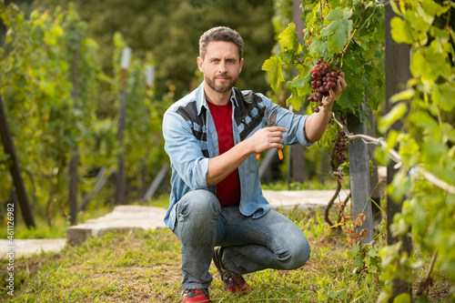 cheerful winegrower on grape farm. man harvester on summer harvest. enologist photo