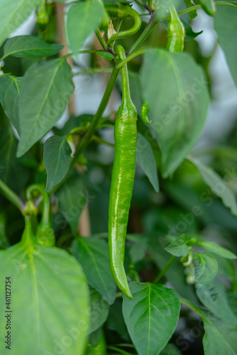 Green chilli ready to be harvested.