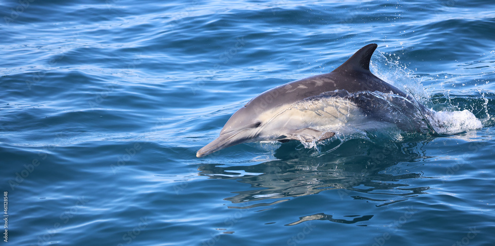 Fototapeta premium dolphin jumping out of water, Dana Point, CA