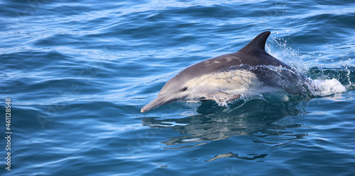 dolphin jumping out of water, Dana Point, CA photo