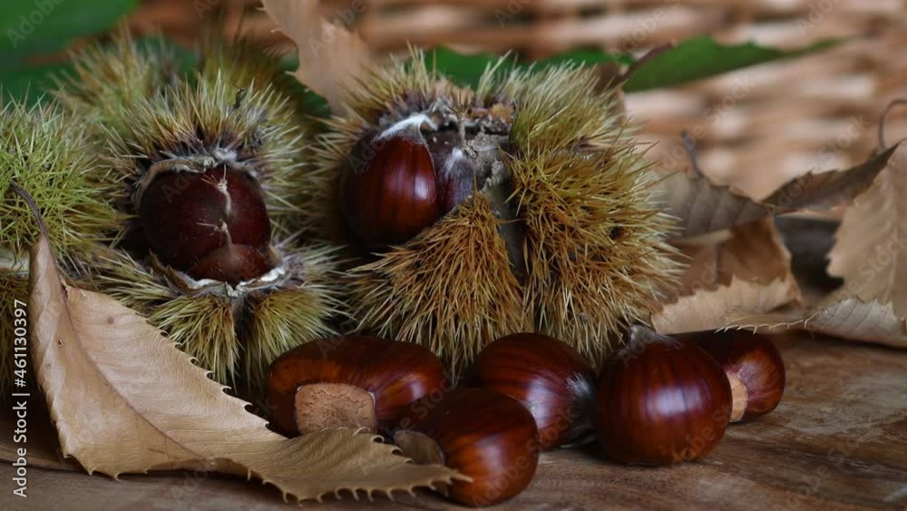 chestnuts with hedgehog on chestnut leaves on wood. The typical fresh autumn fruit on a wooden background. Rack focusing chestnuts with hedgehog on chestnut leaves on wood. The typical fresh autumn fruit on a wooden background. Rack focusing
