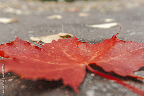 Fallen autumn leaves in various natural locations - 28