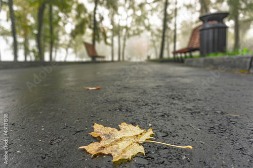 Fallen autumn leaves in various natural locations - 76