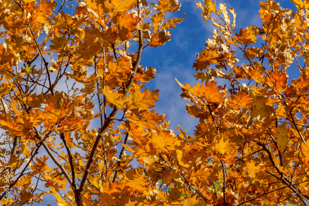 Autumn leaves on oak and blue sky