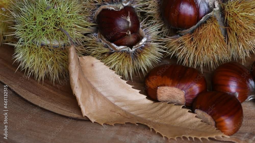 chestnuts with hedgehog on chestnut leaves rotate on wood. Typical fresh autumn fruit rotates on a wooden background chestnuts with hedgehog on chestnut leaves rotate on wood. Typical fresh autumn fruit rotates on a wooden background