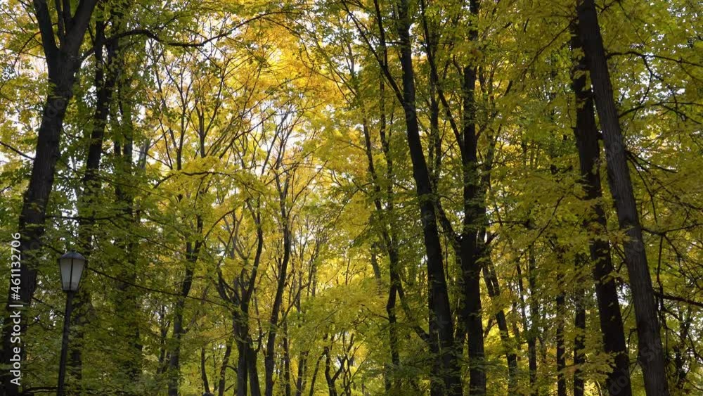 Autumn. Movement under the shadow of yellow leaves towards the sun Autumn. Movement under the shadow of yellow leaves towards the sun