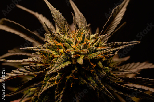 Cannabis Flower on Black Background