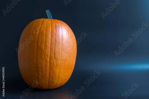 Large whole fresh ripe orange Halloween pumpkin lies on dark blue background. Copy space for your text and decorations. Blank for creating a lantern. Food theme.
