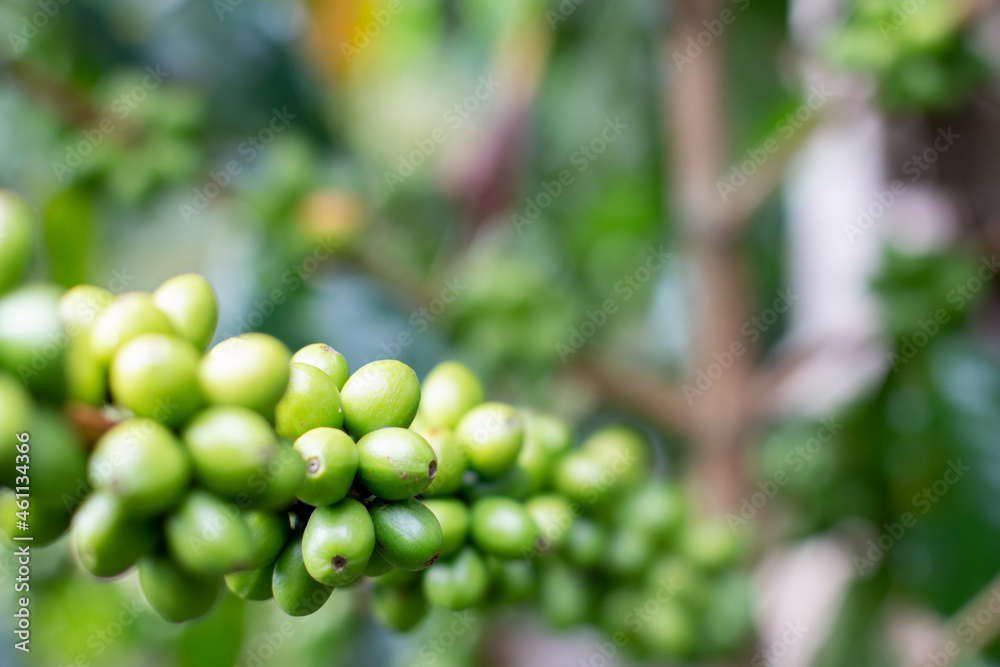 Green coffee beans growing on tree. Coffee tree with abundant green beans. Macro close-up for design work Green coffee beans growing on tree. Coffee tree with abundant green beans. Macro close-up for design work