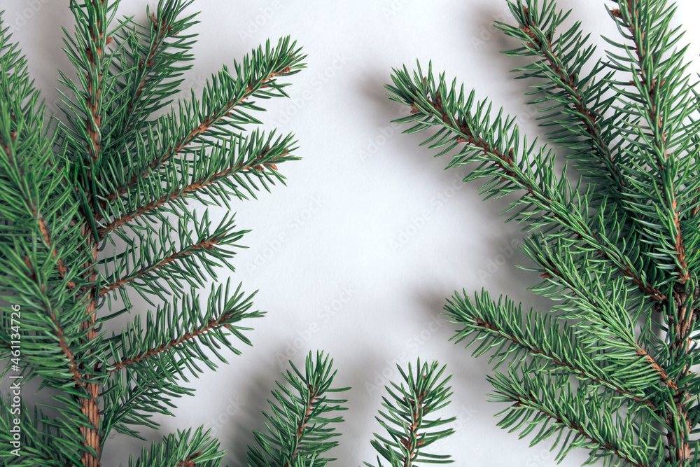 Group of green natural spruce tree branches lies on white paper background. Copy space for your text. Frame template image made from fresh Christmas tree branches.