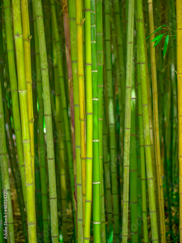 Fototapeta Naklejka Na Ścianę i Meble -  Bamboo forest in the park, green natural background.