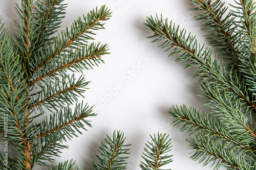 Group of green natural spruce tree branches lies on white paper background. Copy space for your text. Frame template image made from fresh Christmas tree branches.