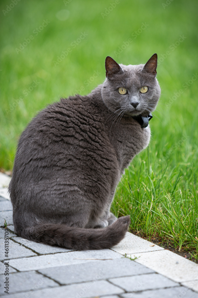 Sitzende Katze