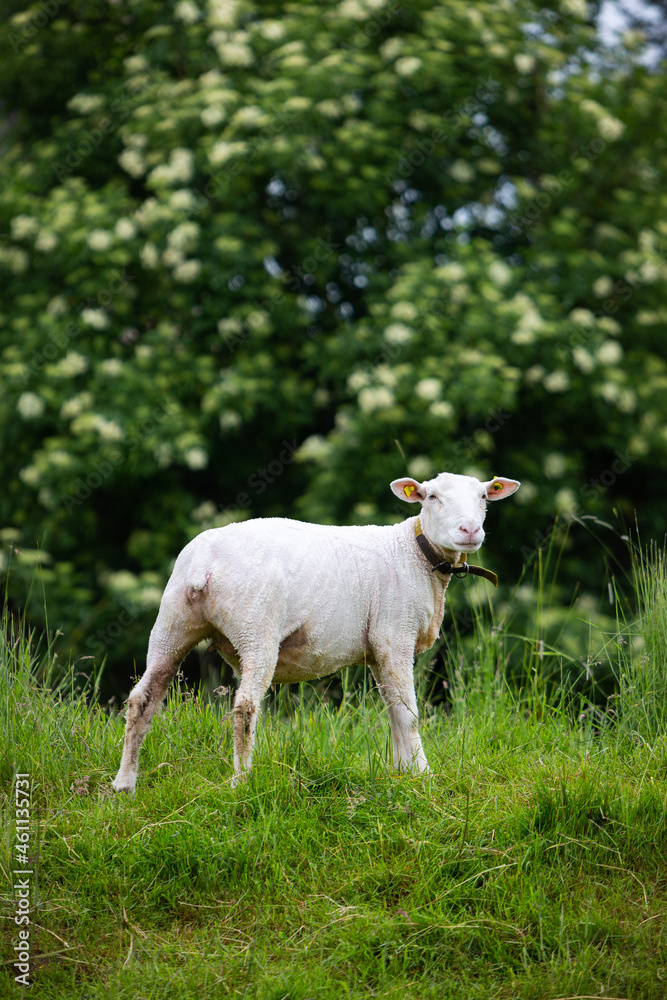 Obraz premium Schaf auf der Wiese