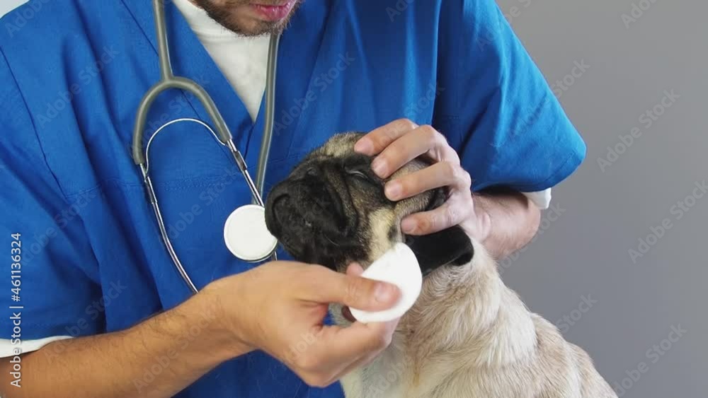 Veterinarian wipe the eye with a cotton pad. removing pus from the eyes of a pug dog in a veterinary clinic. Veterinarian wipe the eye with a cotton pad. removing pus from the eyes of a pug dog in a veterinary clinic.