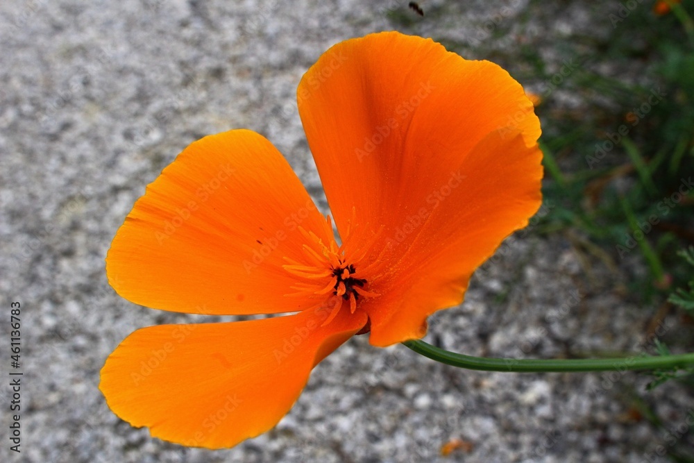 Bright orange four petal flower of California Poppy plant, also called Golden Poppy, California Sunlight or Cup Of Gold, latin name Eschscholzia californica, growing near gravel pathway in park. Bright orange four petal flower of California Poppy plant, also called Golden Poppy, California Sunlight or Cup Of Gold, latin name Eschscholzia californica, growing near gravel pathway in park.