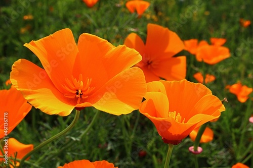 Bright orange blossoming four petal flowers of California Poppy plant  also called Golden Poppy  California Sunlight or Cup Of Gold  latin name Eschscholzia californica  sunlit by autumn sunshine.