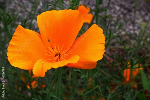 Orange blossoming four petal flower of California Poppy plant  also called Golden Poppy  California Sunlight or Cup Of Gold  latin name Eschscholzia californica  growing near gravel pathway in garden.