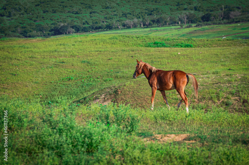 caballo en pradera.