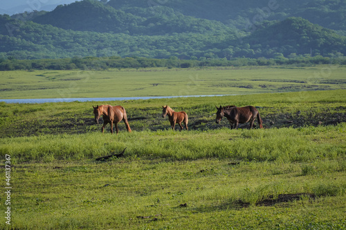 caballos en pradera.