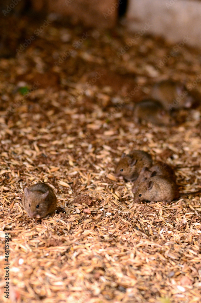 Mice invade an aviary during the Australian mouse plague of 2021. This image was taken in the town of Trundle, NSW