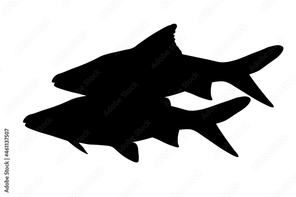 Sumatran Barbell, Puntigrus Tetrazona, Tropical Aquarium Fish, Freshwater Aquarium, Detailed Realistic Silhouette Sumatran Barbell, Puntigrus Tetrazona, Tropical Aquarium Fish, Freshwater Aquarium, Detailed Realistic Silhouette