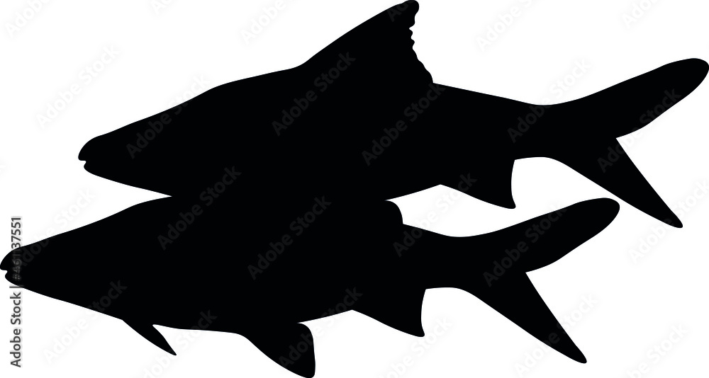 Sumatran Barbell, Puntigrus Tetrazona, Tropical Aquarium Fish, Freshwater Aquarium, Detailed Realistic Silhouette Sumatran Barbell, Puntigrus Tetrazona, Tropical Aquarium Fish, Freshwater Aquarium, Detailed Realistic Silhouette