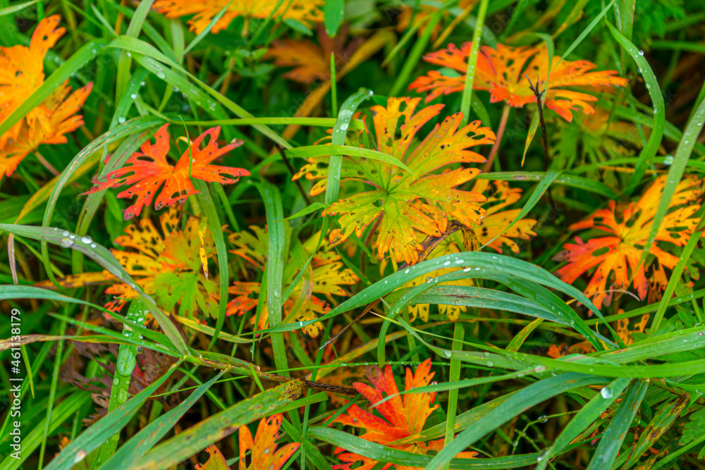 Red-yellow leaves in green grass. Autumn colors of nature