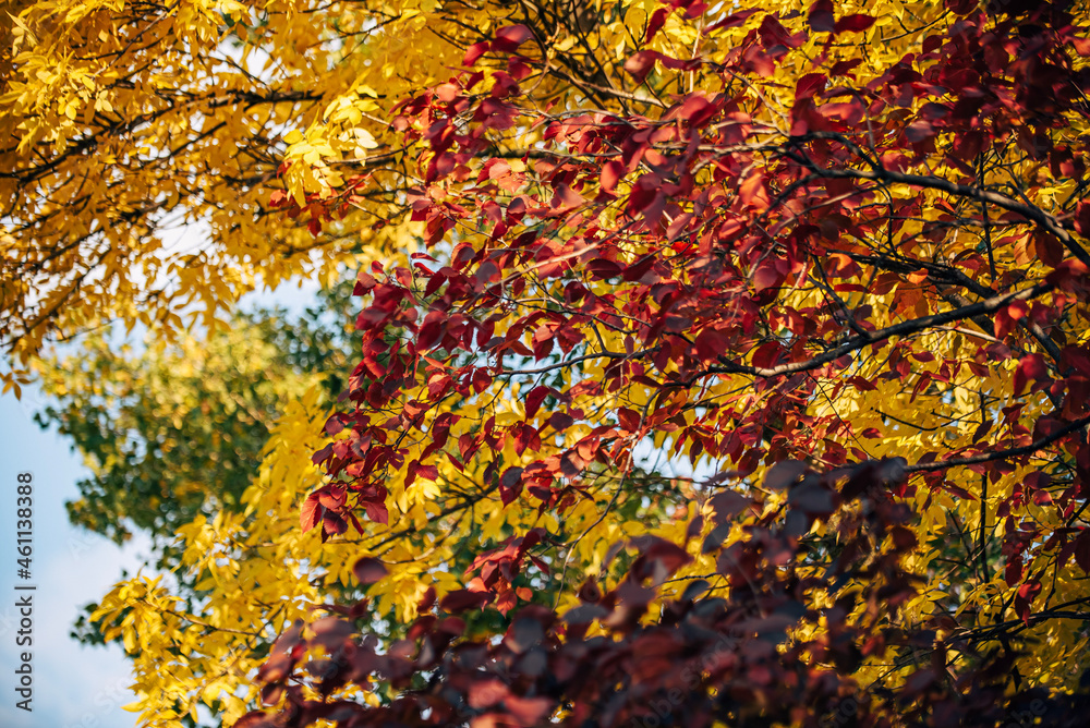 autumn leaves background autumn leaves background