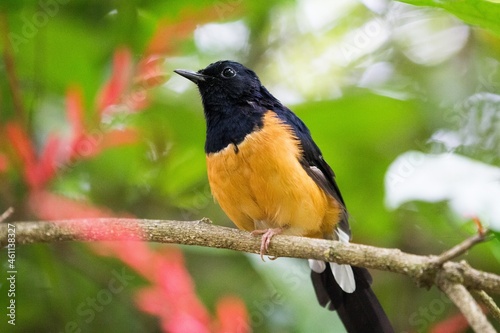 White-rumped Shama or Shama Thrush