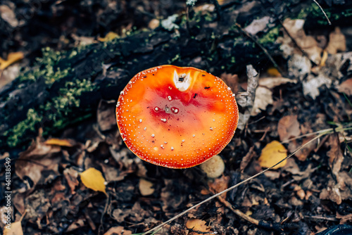 fly mushroom