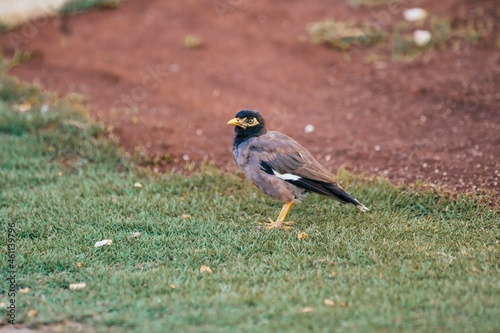 Mynah bird on the grass