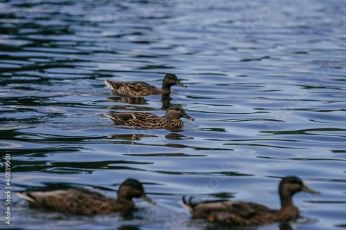 Ducks swimming in the pond