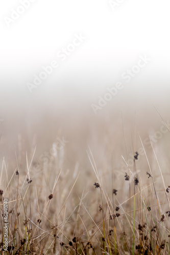 Long grass up close in English meadow with diffused background