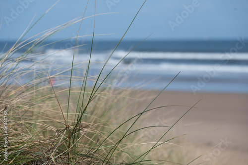 Grass in the sand dunes on sandy beach