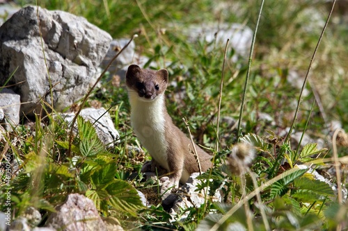 Hermine (Mustela erminea) avec pelage d'été