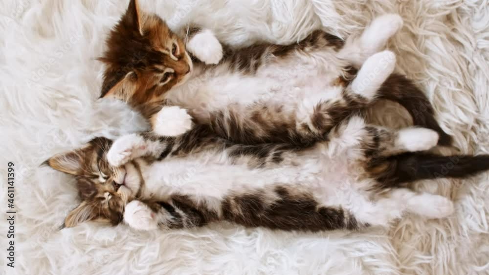4k Grey Striped Kittens Wakes up and Stretches. Kittens Sleeping on a Fur White Blanket. Concept of Adorable Cat Pets. High quality 4k footage 4k Grey Striped Kittens Wakes up and Stretches. Kittens Sleeping on a Fur White Blanket. Concept of Adorable Cat Pets. High quality 4k footage