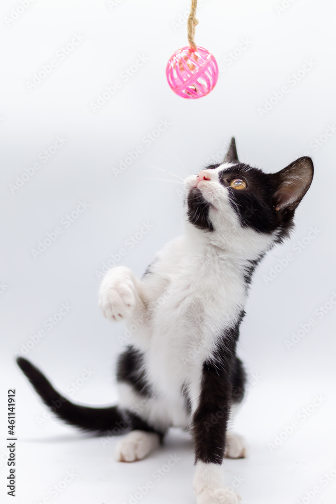 Small black and white cat playing with a pink ball on white background. Small pets. Domestic felines Small black and white cat playing with a pink ball on white background. Small pets. Domestic felines