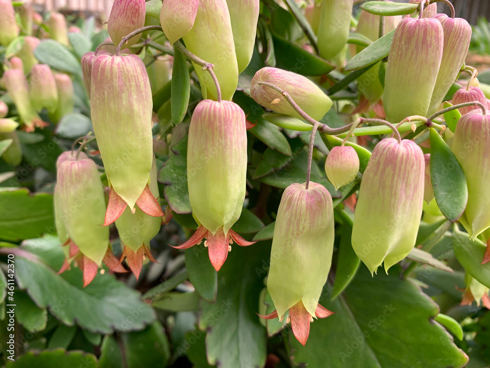 Succulent Kalanchoe pinnata (Latin - Kalanchoe pinnata) beautiful ornamental plant Succulent Kalanchoe pinnata (Latin - Kalanchoe pinnata) beautiful ornamental plant