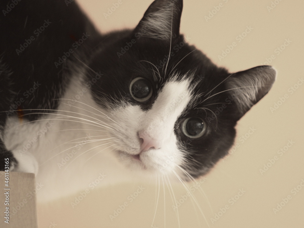 Biało czarny kot - obrazy, fototapety, plakaty 