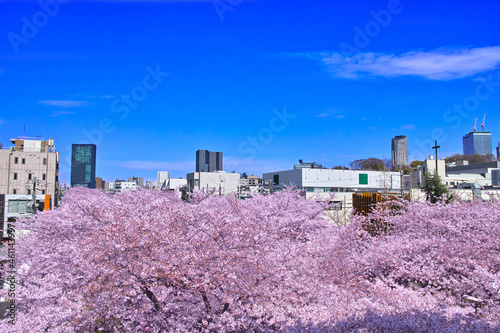 日本の春の風景。満開の目黒川の桜と東京の町並み