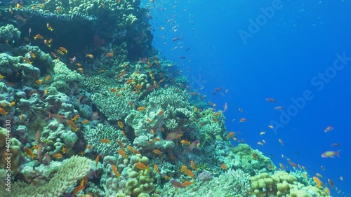 Wallpaper Mural Tropical Fish on Vibrant Coral Reef Torontodigital.ca