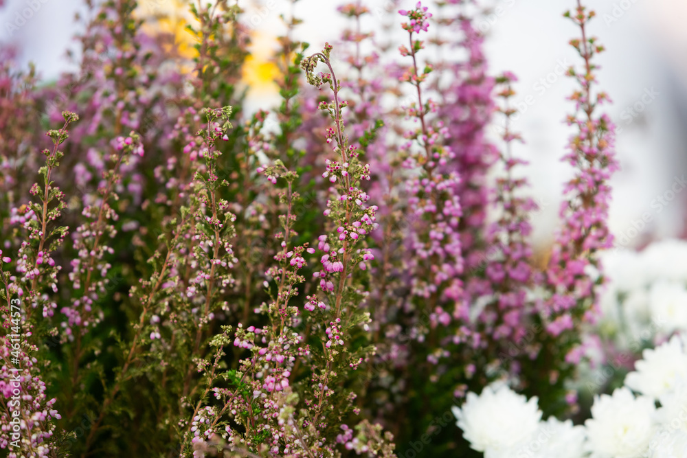 Obraz premium Delicate heather close-up. Soft floral background. Field of pink heather. Winter view