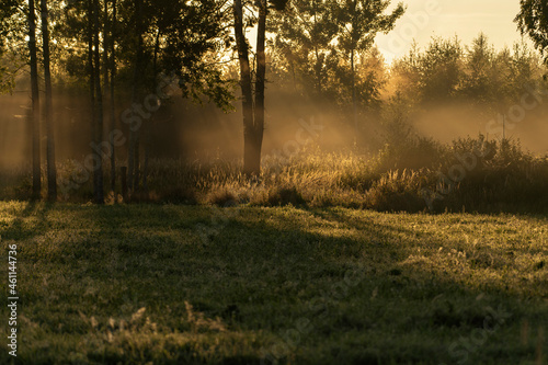 Misty, colourful sunrise morning in the forest during autumn