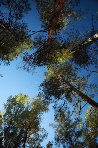 Trees and blue sky