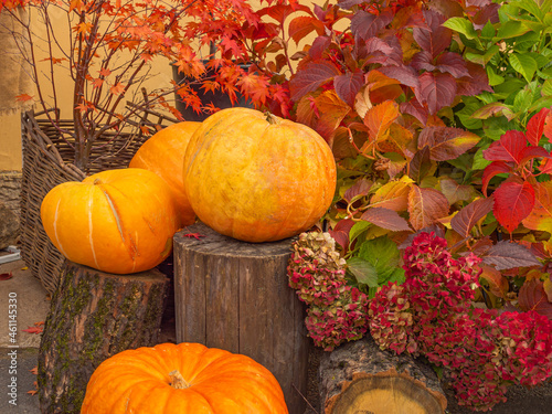 pumpkins and autumn leaves