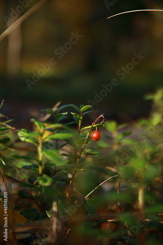 Red berry in the forest vertical