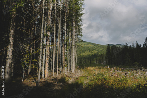beautiful pine Carpathian coniferous forest with tall trees near a green meadow on a background of green mountains on a sunny day with sunbeams on the trees  front view overall plan